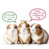 Carbonell Small Animal Play Set Safe Durable Pet Toys-6