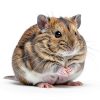 AccEncyc Hamster Hideout Wooden Climbing Tunnel Small Pet-5